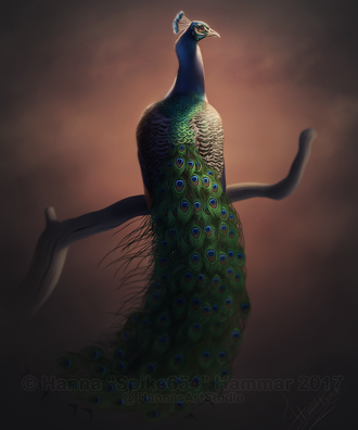 Peacock - Wildlife Illustration