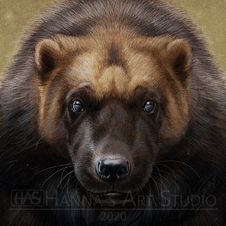 Wolverine - Symmetry Portrait, Wildlife